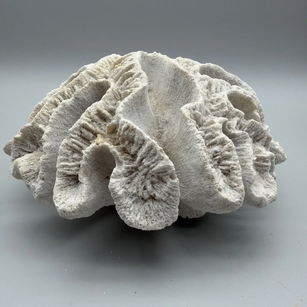 Brain Coral Decor Faux White 9
